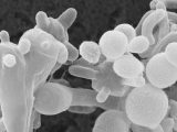 white-fungus